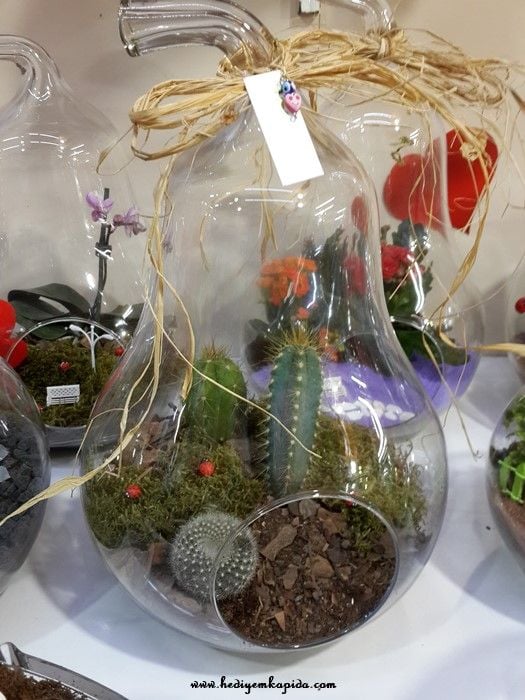 Terrarium Kaktüs Bahçem