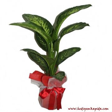 Dieffenbachia Tropic Snow Büyük Boy