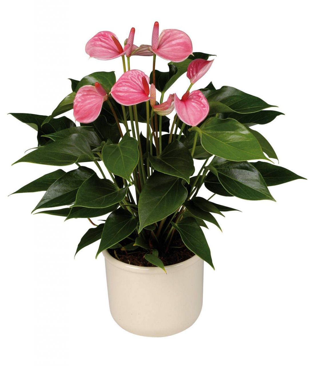 Pembe Anthurium