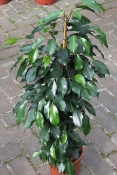 Ficus Orta