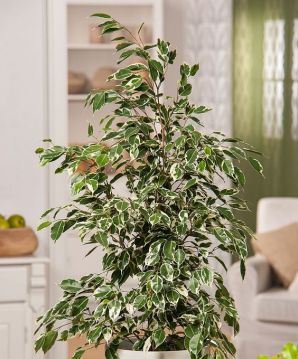 Ficus Orta