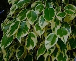 Benjamina Ficus