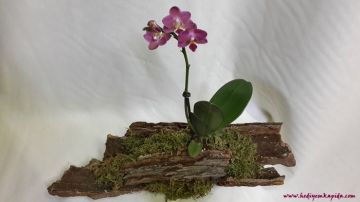 Özel ahşap çam kabuğu içerisinde Mini Orkide