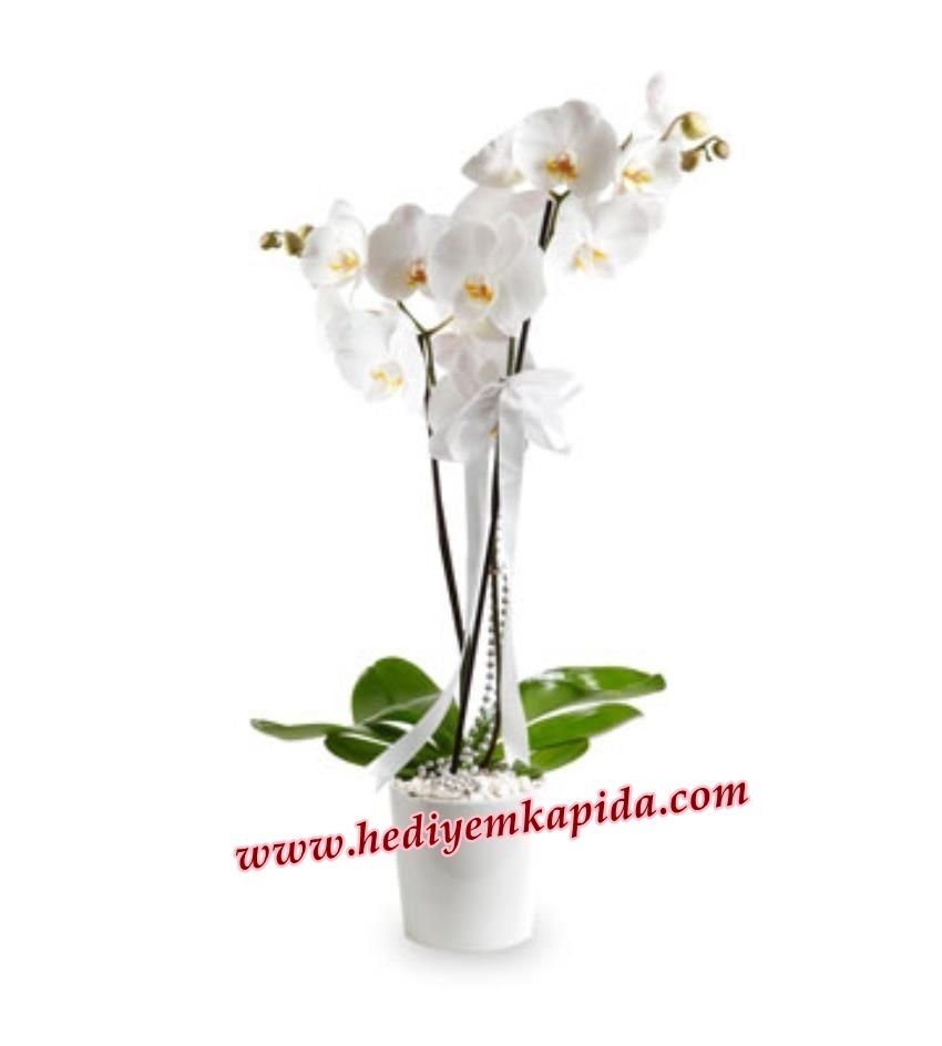 Beyaz 2 Dal Phalaenopsis