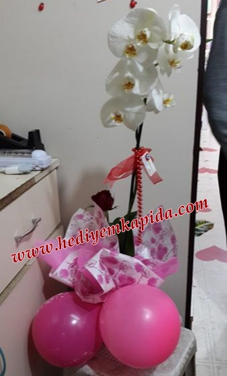 Yeni Bebek Çiçeği Orkide