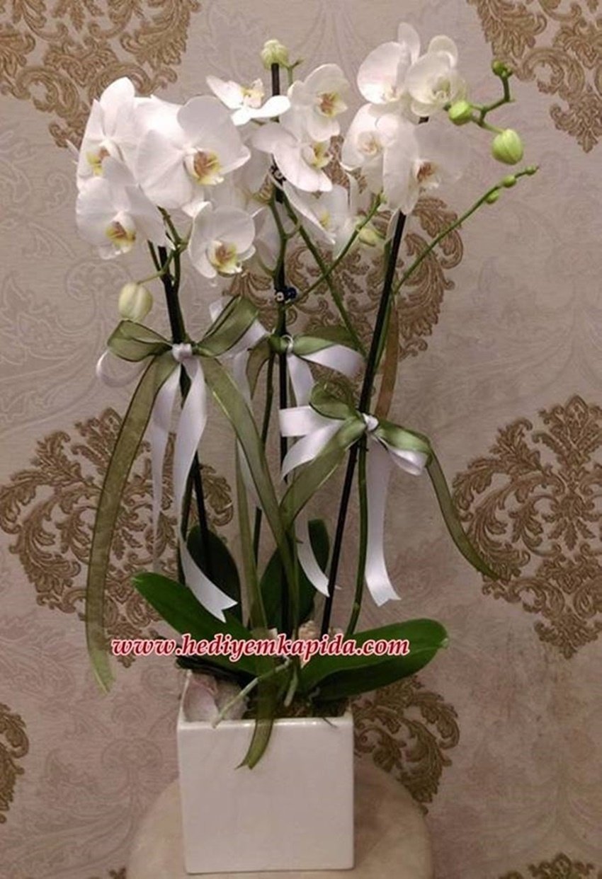 Beyaz 3 Dal Orkide