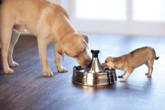 PetSafe Drinkwell 360 Paslanmaz Çelik Kedi ve Köpek Su Pınarı