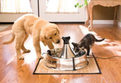 PetSafe Drinkwell 360 Paslanmaz Çelik Kedi ve Köpek Su Pınarı