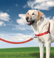 Easy Walk Harness Kırmızı Köpek Göğüs Tasması