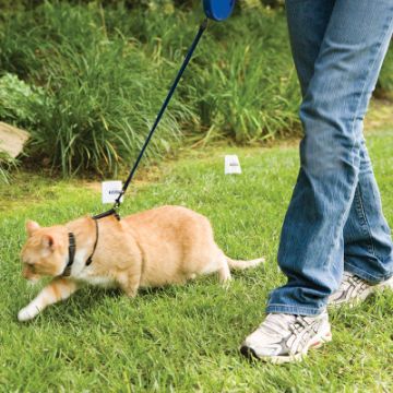 Easy Walk Cat Harness Kedi Gezinti Tasması Kırmızı