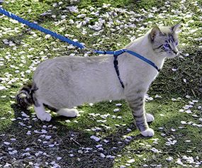 Easy Walk Cat Harness Kedi Gezinti Tasması Mavi
