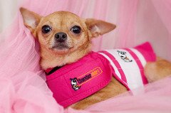 XXS Pembe Thundershirt Sakinleştirici Köpek Giysisi