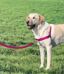 Easy Walk Harness Pembe Köpek Göğüs Tasması