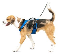 Easy Sport Harness Mavi Köpek Tasması