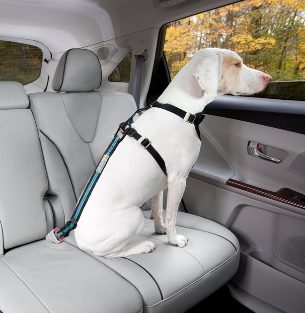 PetSafe Kurgo Direct To Seat Belt Emniyet Kemeri Mavi K01965