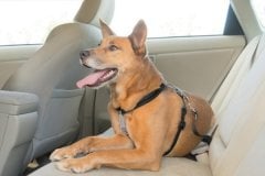 PetSafe 3'ü Birarada Gezinti ve Araba Emniyet Tasması M Siyah
