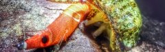 DTD Shrimp Oita 3.5 Kalamar Zokaları