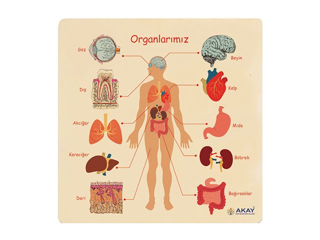 AHŞAP PUZZLE ORGANLARIMIZ (30x30)