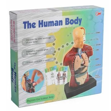 İNSAN VUCUDU EĞİTİM SETİ  THE HUMAN BODY