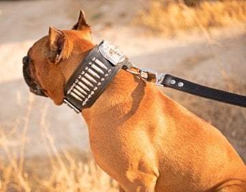 Gladyatör Set Köpek Tasması