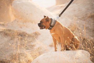 Gladyatör Set Köpek Tasması