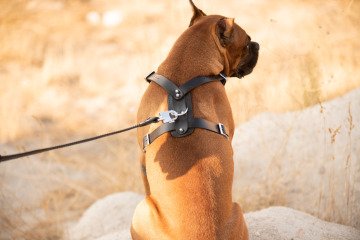 Deri Köpek Göğüs Tasması