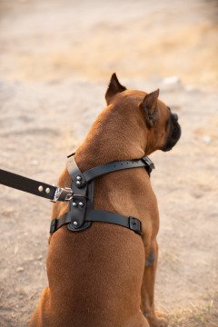 Deri Köpek Göğüs Tasması