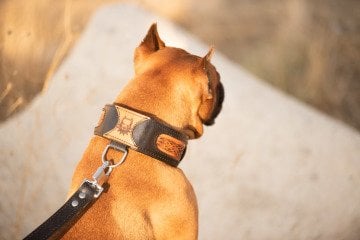 Köpek Boyun Tasması ve Gezdirme Kayışı