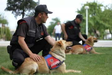 Köpek Sırt Tasması Security