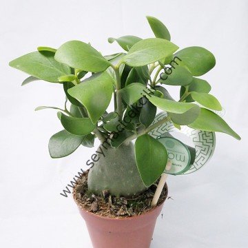 Hydnophytum Moseleyanum- Karınca bitkisi