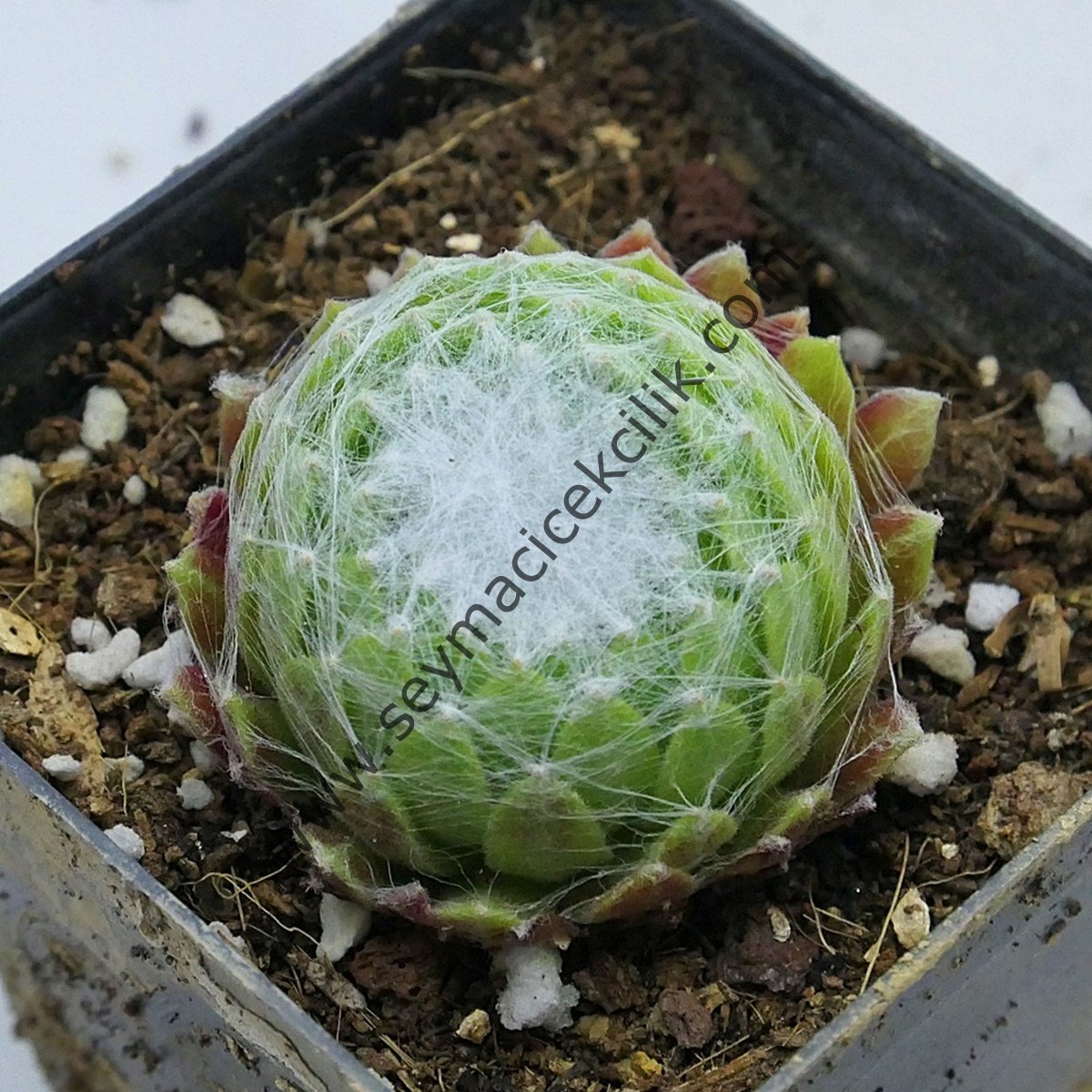 Sempervivum arachnoideum 'Web Cluster'