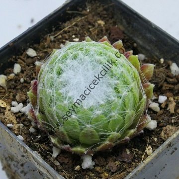 Sempervivum arachnoideum 'Web Cluster'