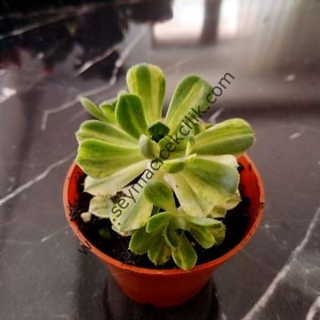 Aeonium Castello Paivae Variegata 5,5 cmlik saksıda