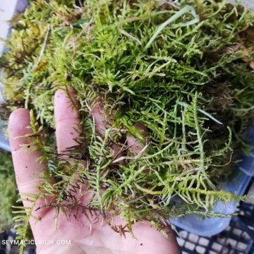 Sphagnum Moss- Sphagnum Yosunu