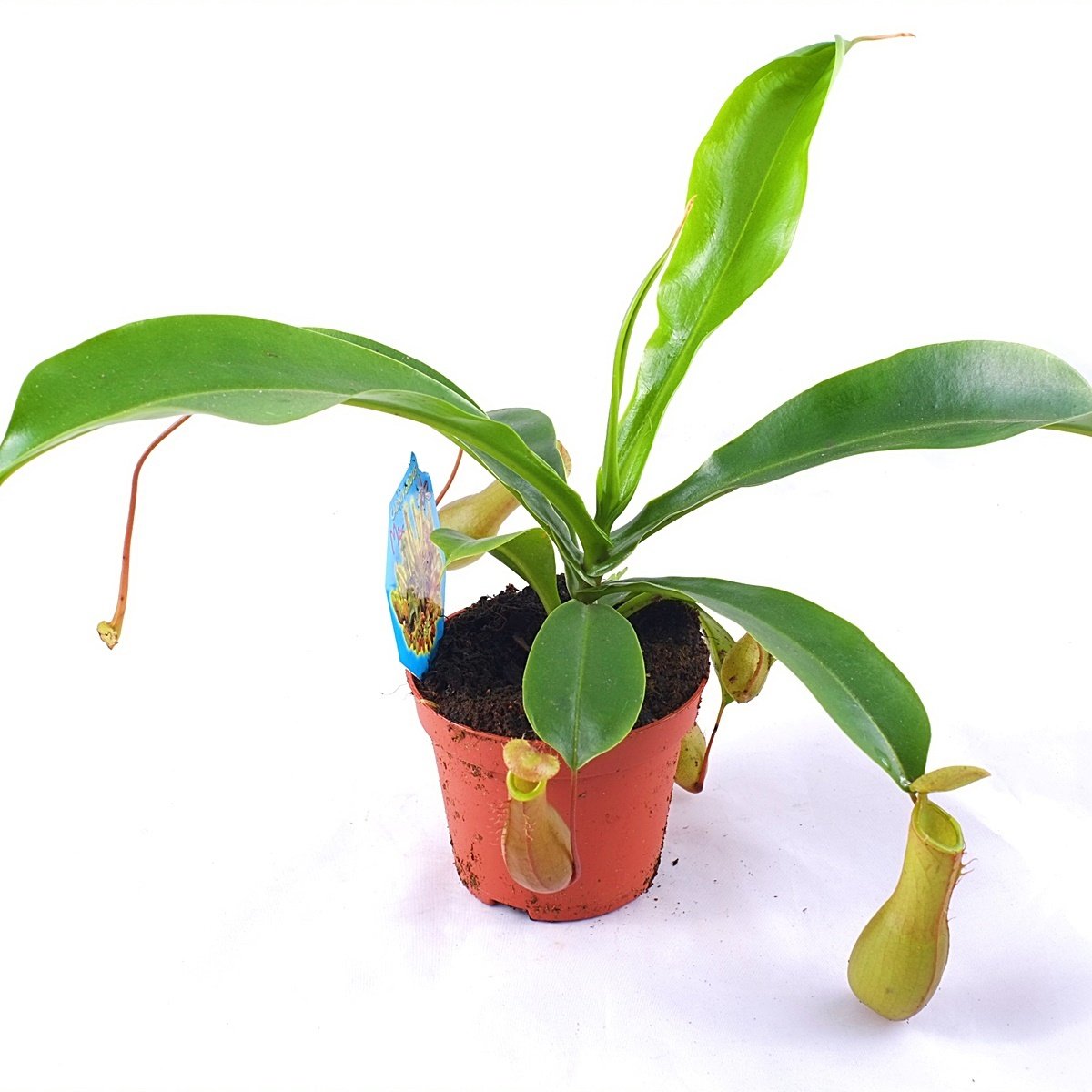 Nepenthes Alata-