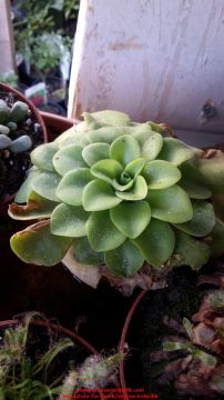 Pinguicula Gigantea