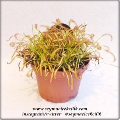 Drosera Capensis