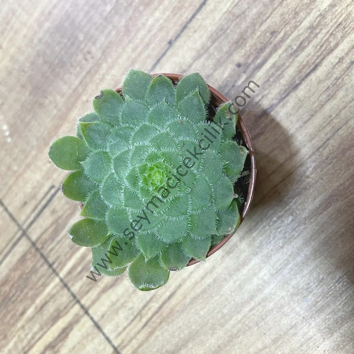 Aeonium Tabuliforme 5.5 cm lik saksıda