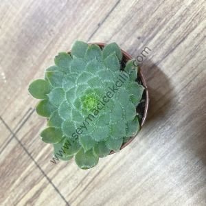 Aeonium Tabuliforme 5.5 cm lik saksıda