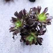 Aeonium Arboreum