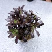 Aeonium Arboreum