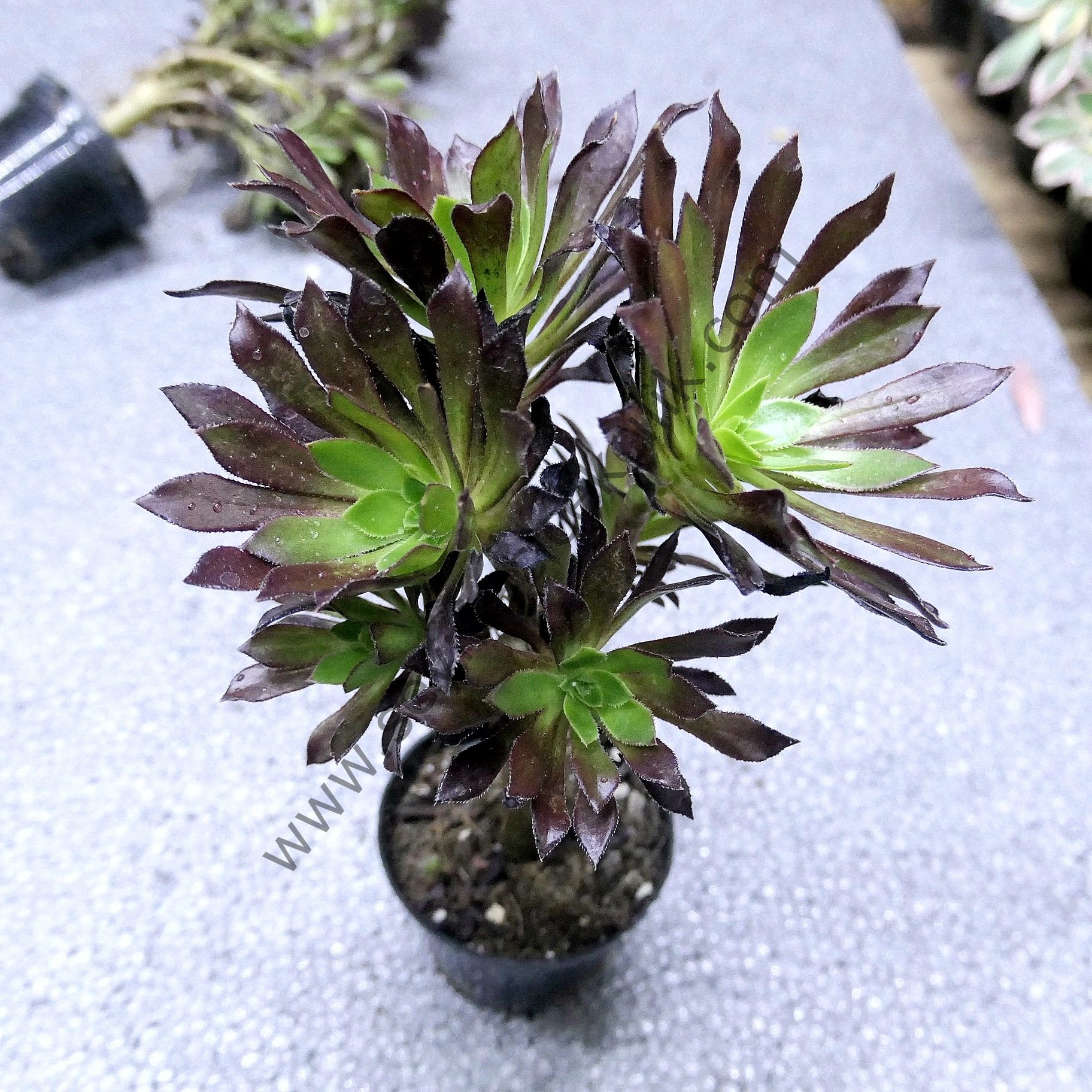 Aeonium Arboreum