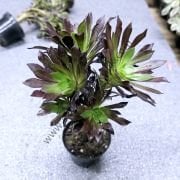 Aeonium Arboreum