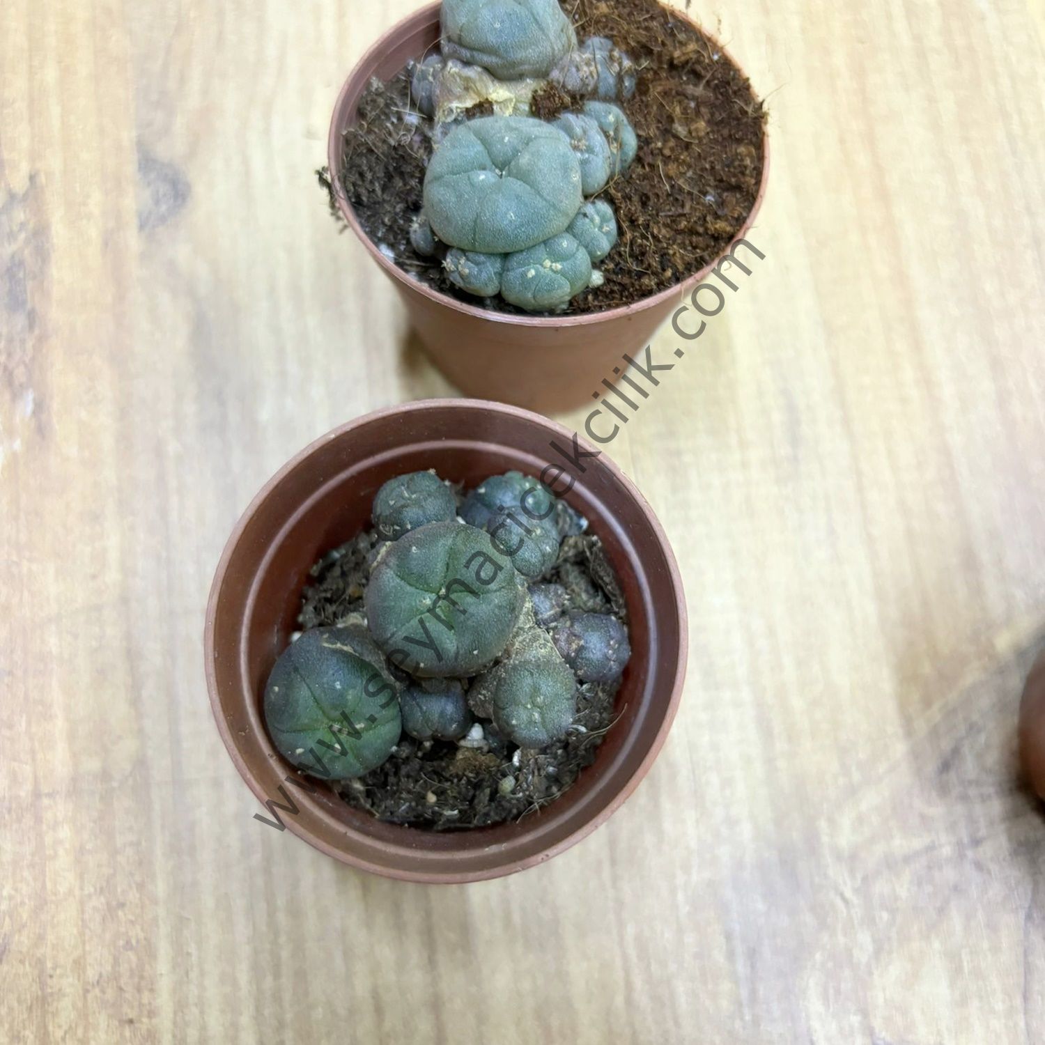 Lophophora Williamsi 5,5 cm lik saksıda