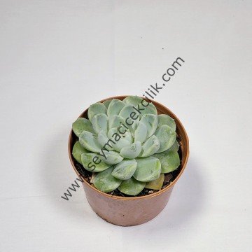 Echeveria Amoena