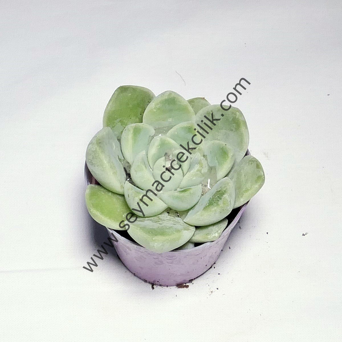 Echeveria Amoena