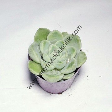 Echeveria Amoena