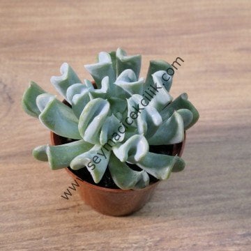 Echeveria Runyonii 5,5 cm saksıda