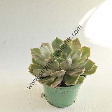 Echeveria Mensa 5,5 cm lik saksıda