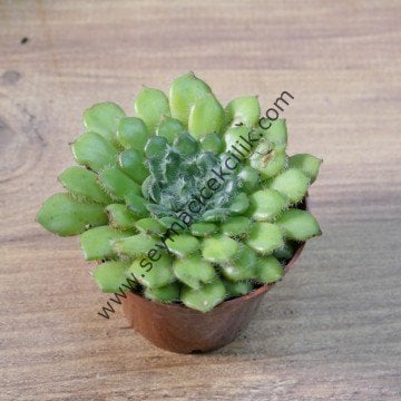 Echeveria Setosa 5,5 cm lik saksıda